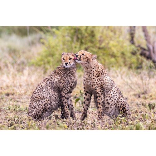 Norring, Tom 아티스트의 Cheetah cubs bonding-Serengeti National Park-Tanzania-Africa작품입니다.